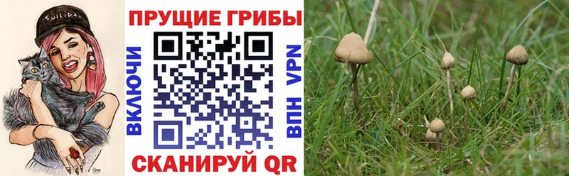 купить  сайты  hydra tor  Галлюциногенные грибы мицелий  Стрежевой 